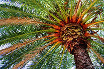 Chorwacja palma daktylowa